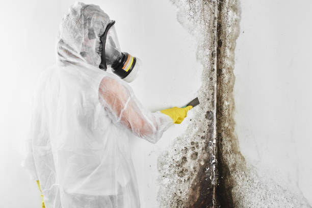 Clifton, NJ Mold Removal Company