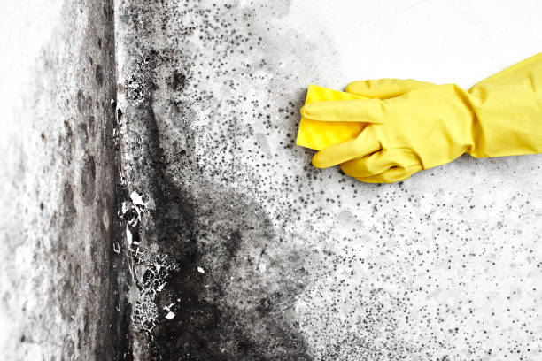 Best Local Mold Removal Service  in Clifton, NJ