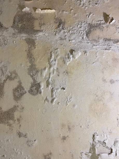 Best Office Mold Removal Services  in Clifton, NJ