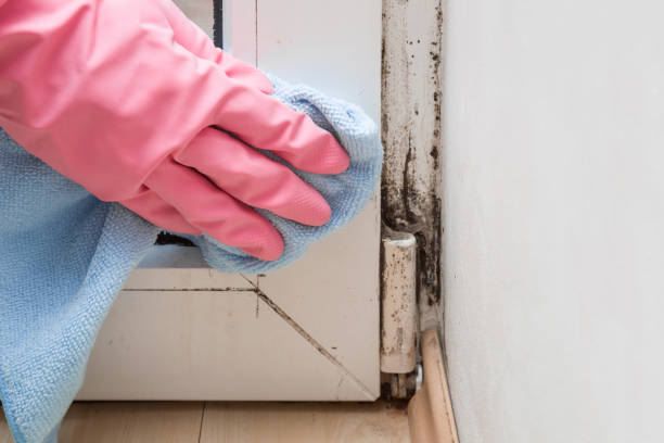 Best Mold Inspection  in Clifton, NJ